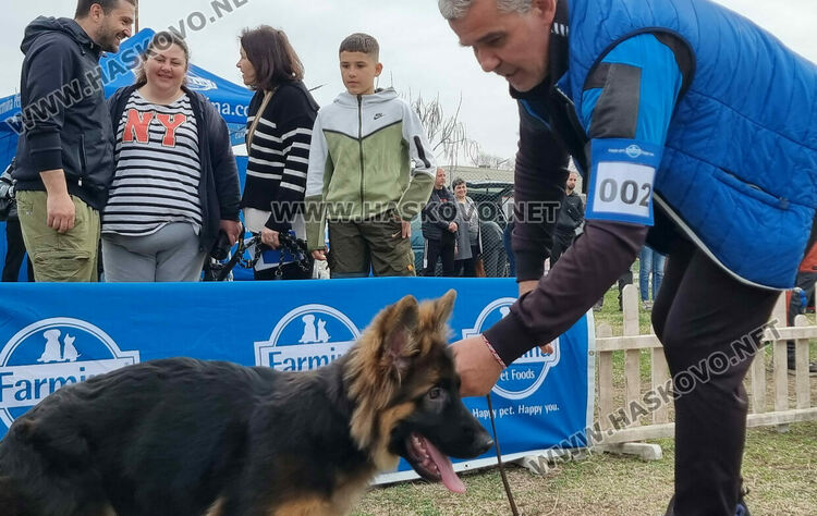 Близо 120 екземпляра от породата Германско овчарско куче участват в киноложка изложба в Димитровград