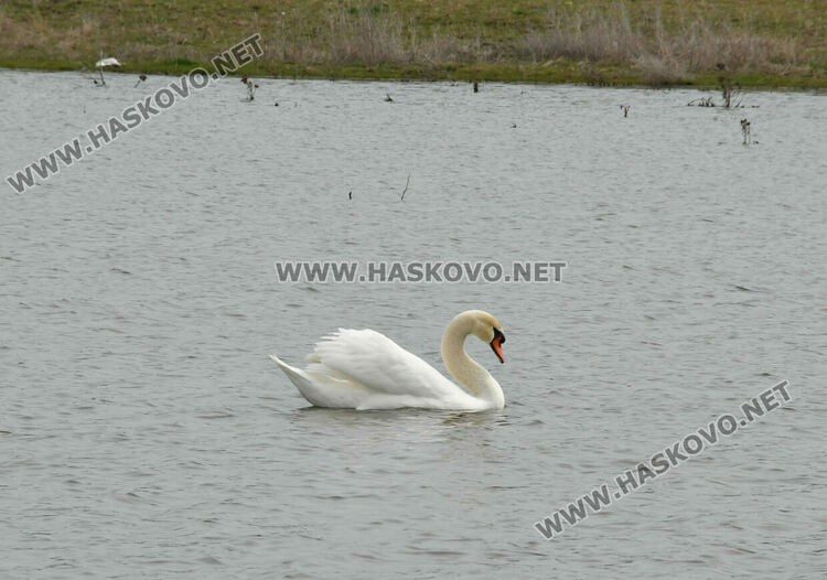 Преселение на лебеди в Хасковско