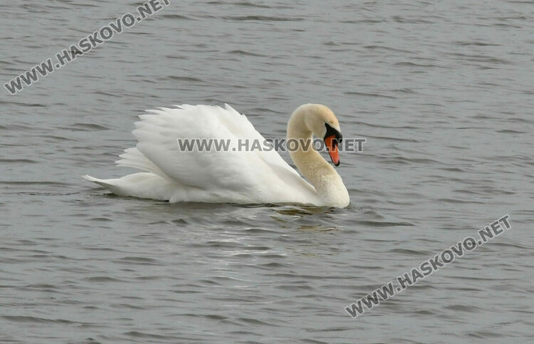 Преселение на лебеди в Хасковско