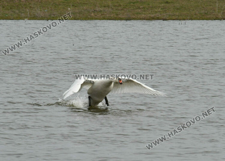 Преселение на лебеди в Хасковско