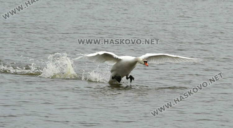 Преселение на лебеди в Хасковско