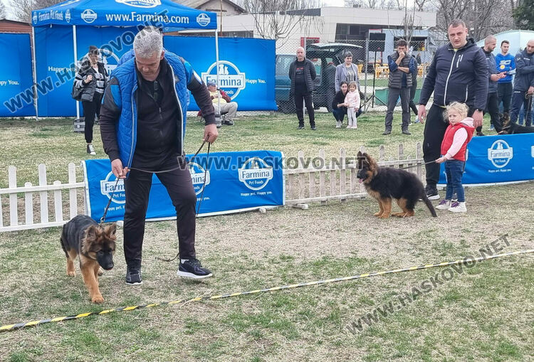 Близо 120 екземпляра от породата Германско овчарско куче участват в киноложка изложба в Димитровград