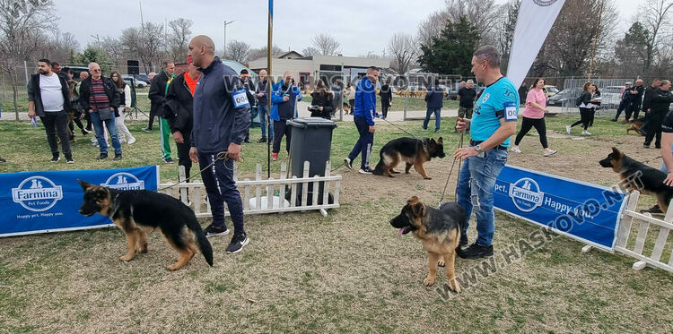 Близо 120 екземпляра от породата Германско овчарско куче участват в киноложка изложба в Димитровград