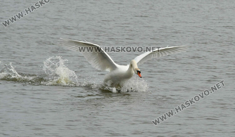 Преселение на лебеди в Хасковско