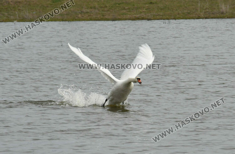 Преселение на лебеди в Хасковско