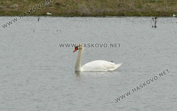 Преселение на лебеди в Хасковско