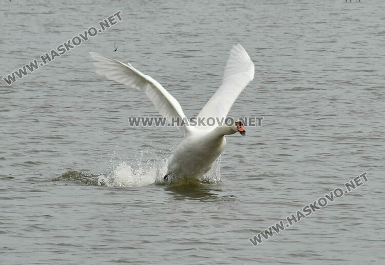 Преселение на лебеди в Хасковско