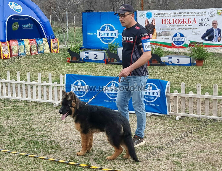 Близо 120 екземпляра от породата Германско овчарско куче участват в киноложка изложба в Димитровград