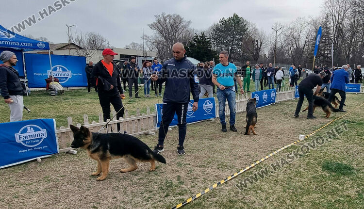 Близо 120 екземпляра от породата Германско овчарско куче участват в киноложка изложба в Димитровград