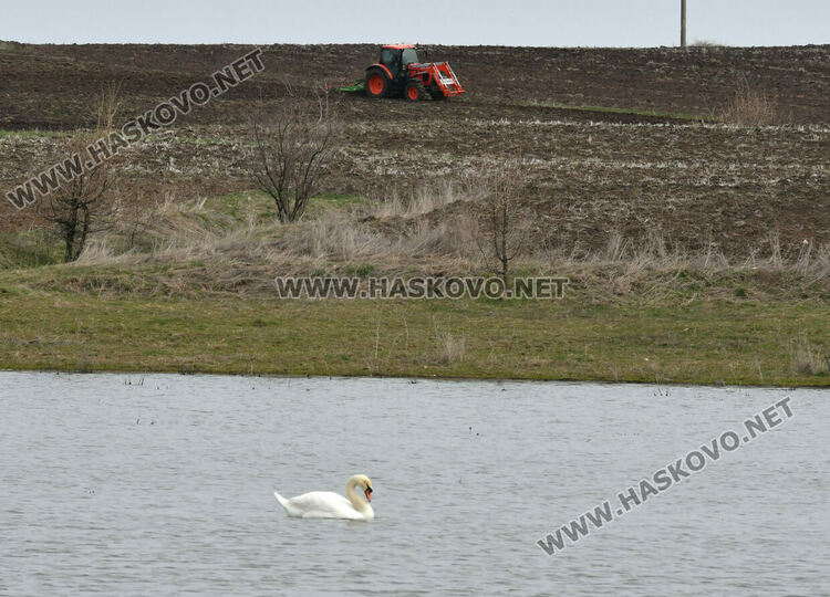 Преселение на лебеди в Хасковско