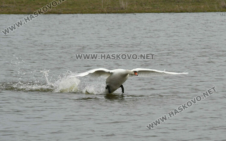Преселение на лебеди в Хасковско