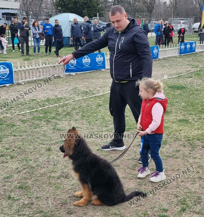 Близо 120 екземпляра от породата Германско овчарско куче участват в киноложка изложба в Димитровград