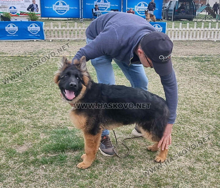 Близо 120 екземпляра от породата Германско овчарско куче участват в киноложка изложба в Димитровград