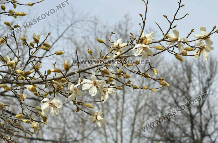 Разцъфналите магнолии украсиха центъра на Хасково