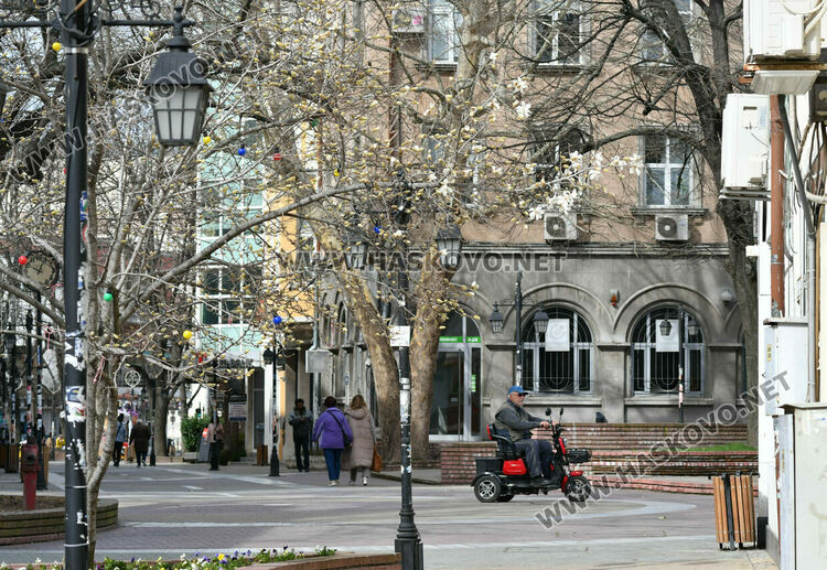 Разцъфналите магнолии украсиха центъра на Хасково