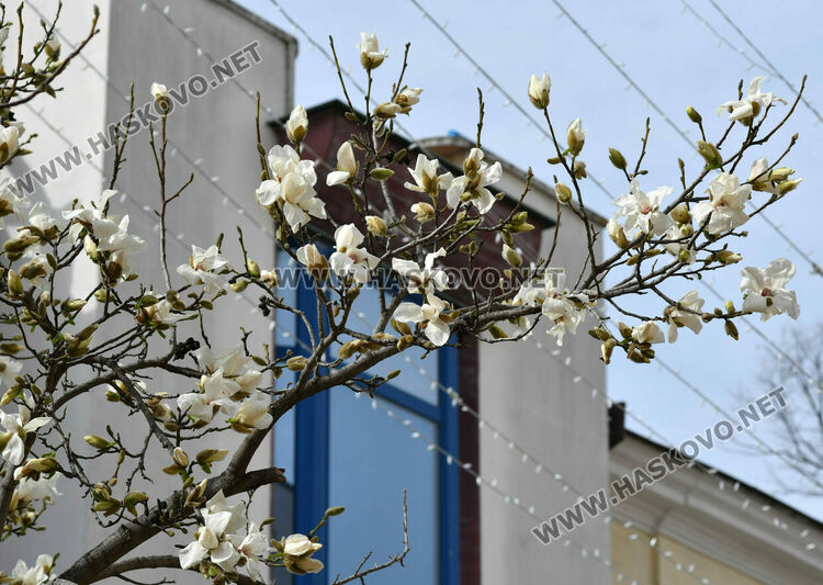 Разцъфналите магнолии украсиха центъра на Хасково