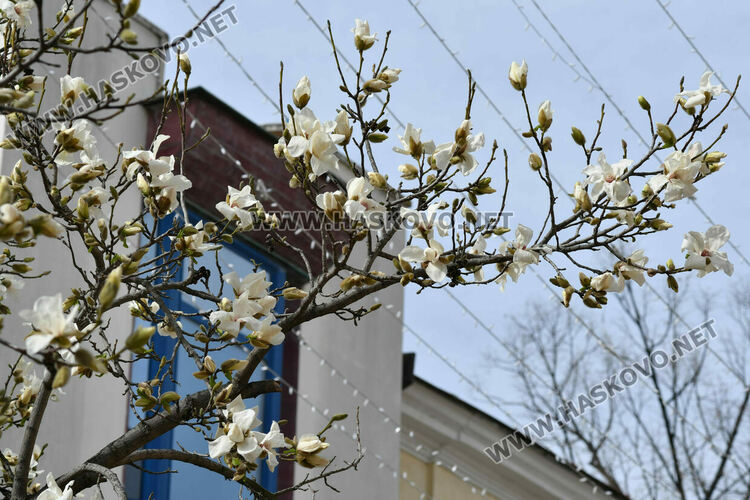 Разцъфналите магнолии украсиха центъра на Хасково