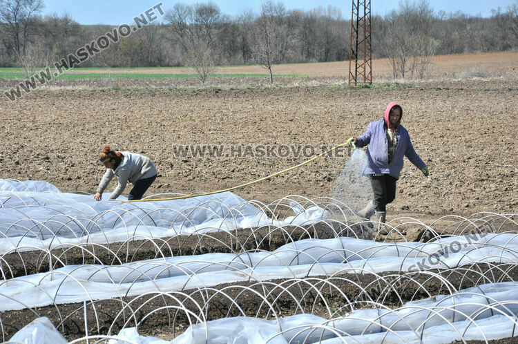 Ниските изкупни цени са основният проблем на тютюнопроизводителите в Хасковско