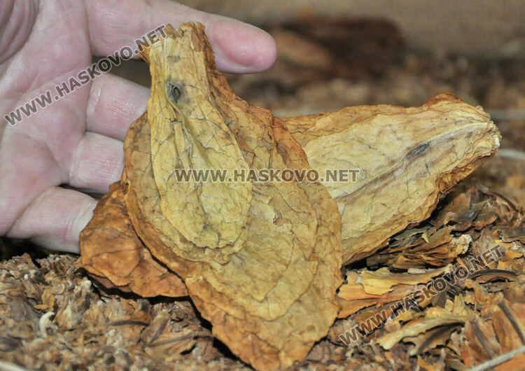 Ниските изкупни цени са основният проблем на тютюнопроизводителите в Хасковско