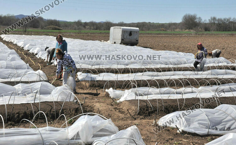 Ниските изкупни цени са основният проблем на тютюнопроизводителите в Хасковско