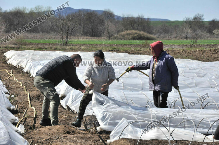Ниските изкупни цени са основният проблем на тютюнопроизводителите в Хасковско