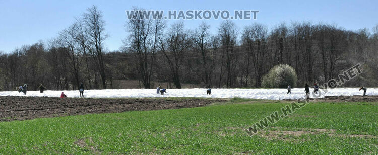 Ниските изкупни цени са основният проблем на тютюнопроизводителите в Хасковско