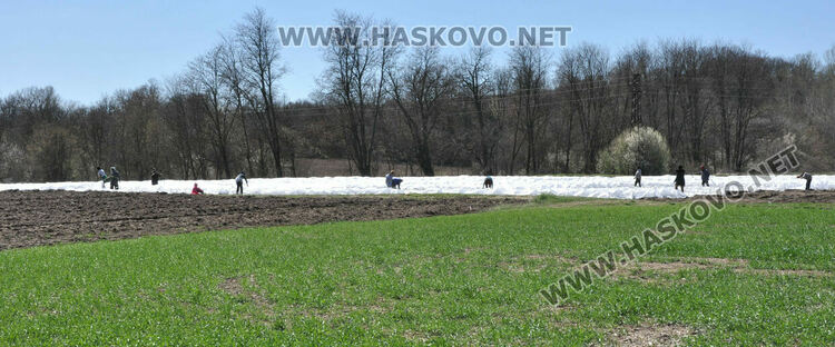 Ниските изкупни цени са основният проблем на тютюнопроизводителите в Хасковско