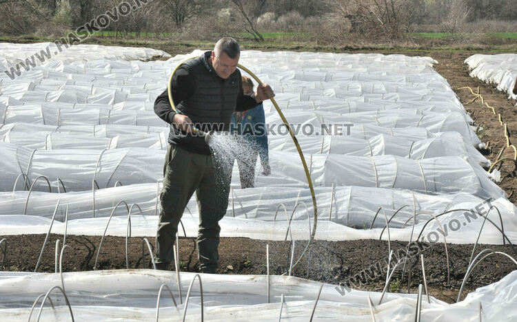 Ниските изкупни цени са основният проблем на тютюнопроизводителите в Хасковско