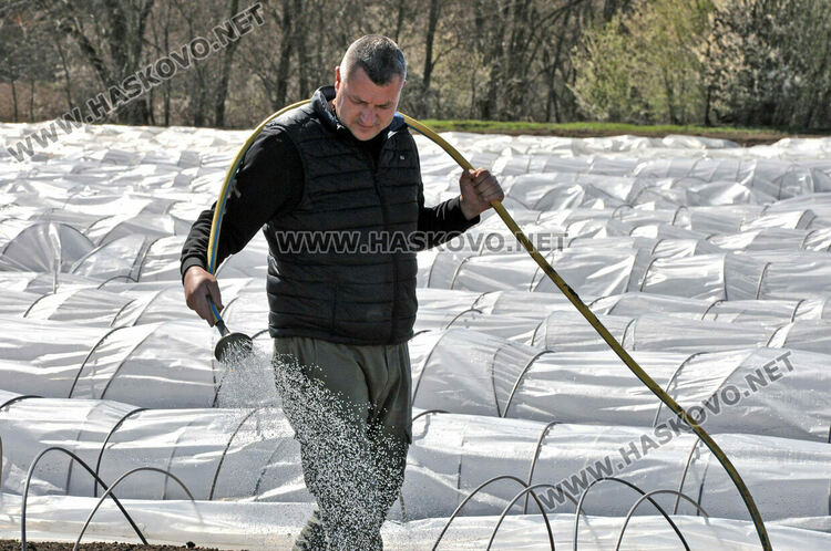 Ниските изкупни цени са основният проблем на тютюнопроизводителите в Хасковско