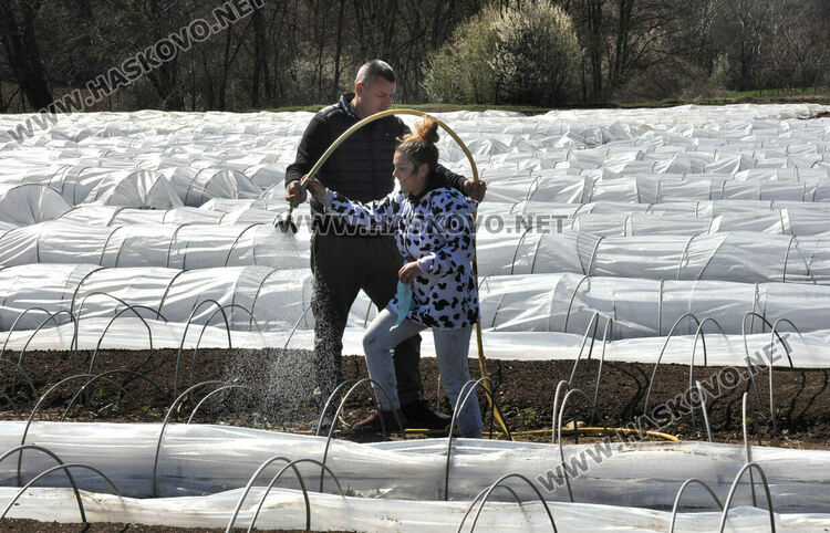 Ниските изкупни цени са основният проблем на тютюнопроизводителите в Хасковско