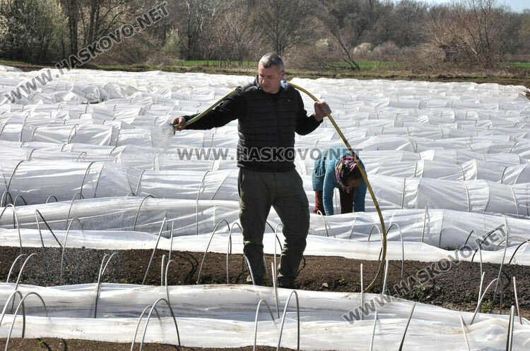 Ниските изкупни цени са основният проблем на тютюнопроизводителите в Хасковско