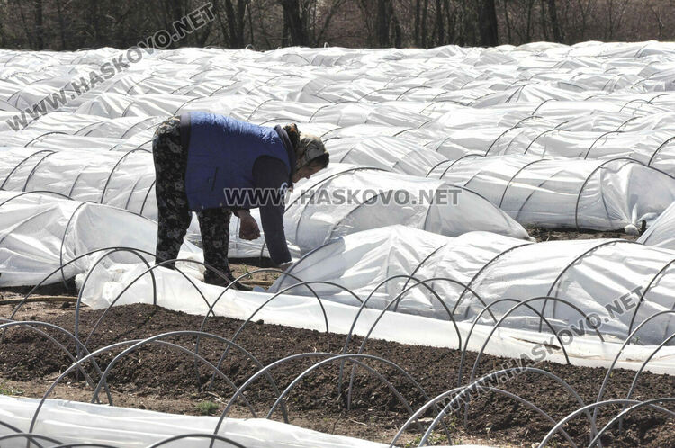 Ниските изкупни цени са основният проблем на тютюнопроизводителите в Хасковско
