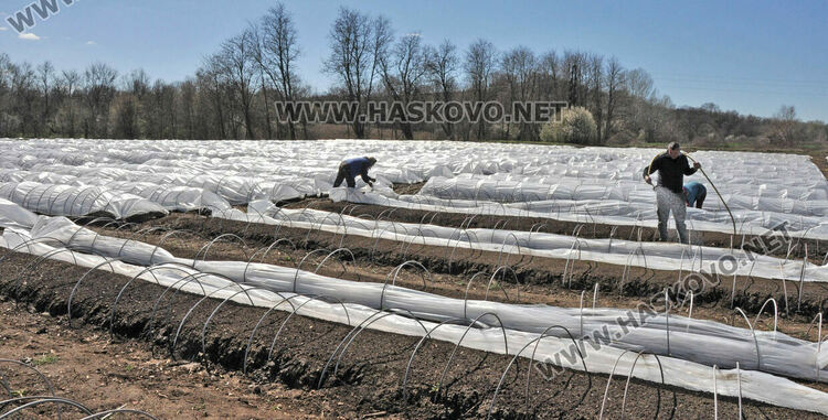 Ниските изкупни цени са основният проблем на тютюнопроизводителите в Хасковско
