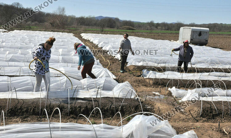 Ниските изкупни цени са основният проблем на тютюнопроизводителите в Хасковско