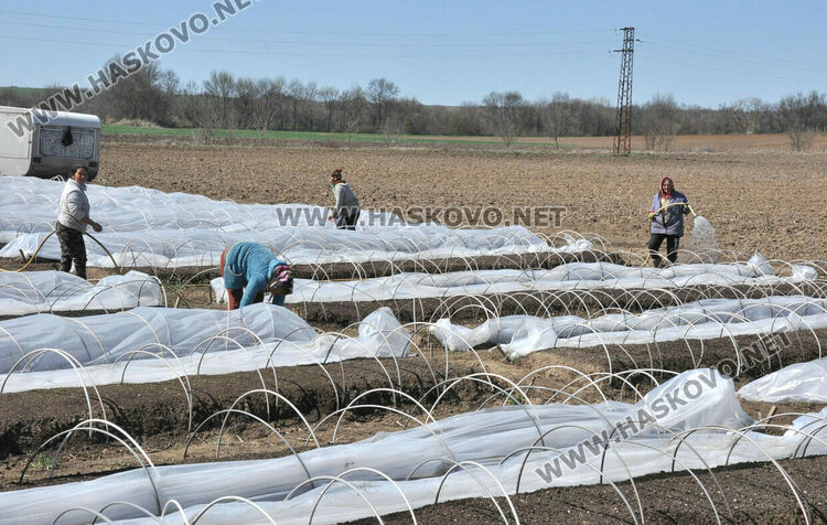 Ниските изкупни цени са основният проблем на тютюнопроизводителите в Хасковско
