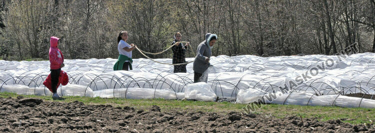 Ниските изкупни цени са основният проблем на тютюнопроизводителите в Хасковско