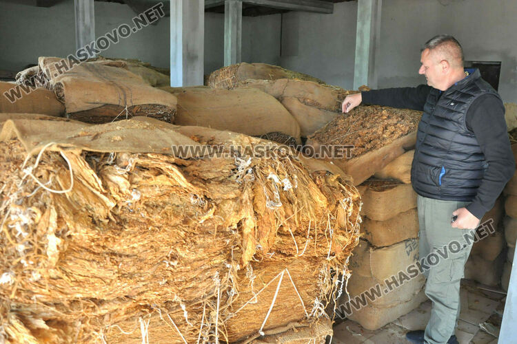 Ниските изкупни цени са основният проблем на тютюнопроизводителите в Хасковско