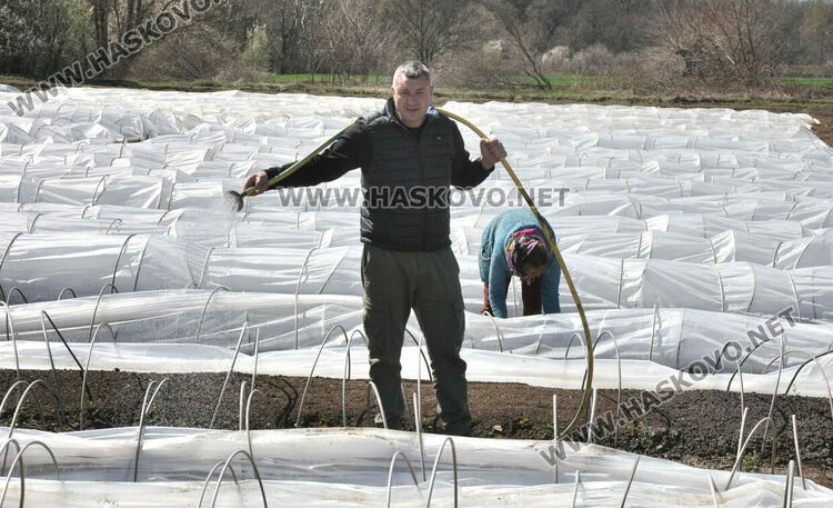 Ниските изкупни цени са основният проблем на тютюнопроизводителите в Хасковско