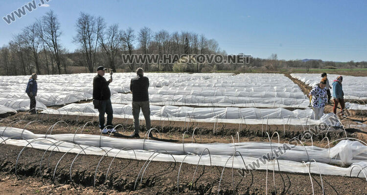 Ниските изкупни цени са основният проблем на тютюнопроизводителите в Хасковско