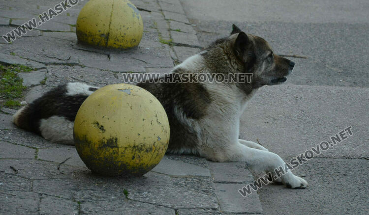 Десетки излязоха на протест в защита на животните в Хасково
