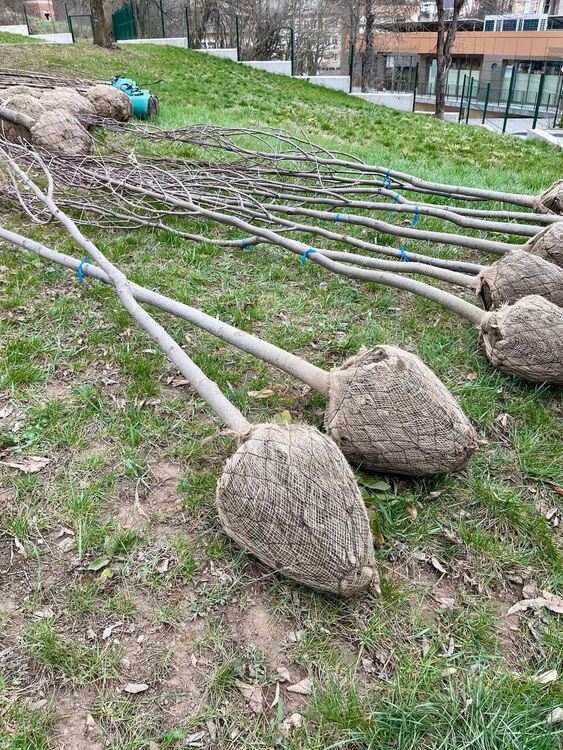 Мадан става по-зелен с нови дръвчета