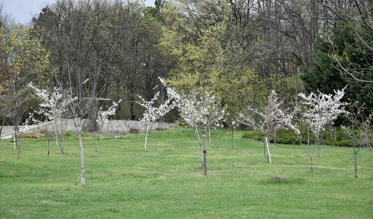 Японските вишни в Хасково цъфнаха 