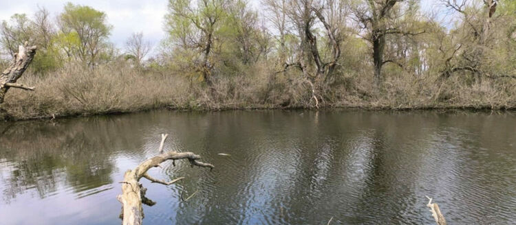 Множество умряла риба в река Олу Дере