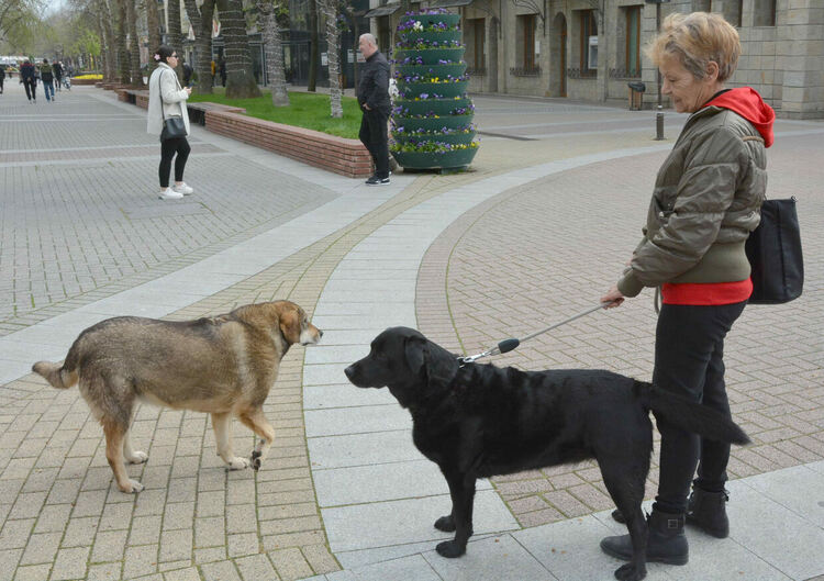 Десетки излязоха на протест срещу насилието над животни в Хасково