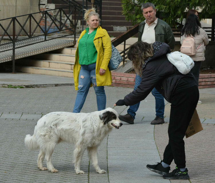 Десетки излязоха на протест срещу насилието над животни в Хасково