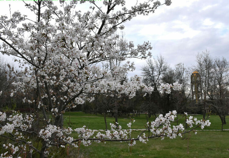 Японските вишни в Хасково цъфнаха 