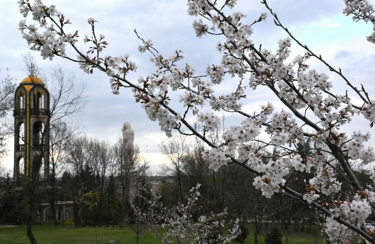 Японските вишни в Хасково цъфнаха 