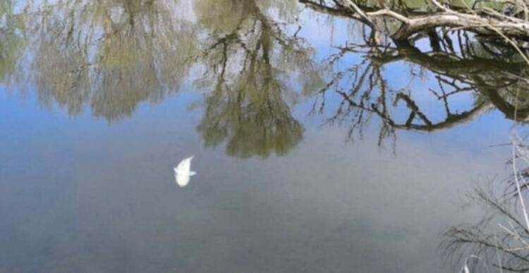 Множество умряла риба в река Олу Дере