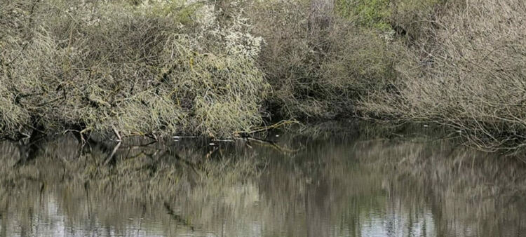 Множество умряла риба в река Олу Дере
