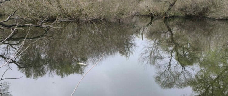 Множество умряла риба в река Олу Дере